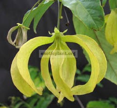 Desmos chinensis (yellow flower) 14