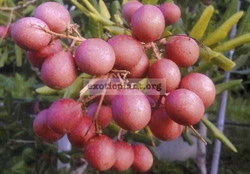 Dimocarpus longan (pink fruit) 45  Розовые плоды, мякоть сладкая и хрустящая