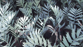 Encephalatos horridus, diameter of stem 2 cm., 2-3 lvs 180