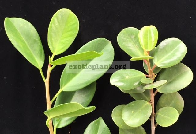 Ficus formosa (справа) and Ficus formosa (oval leaf)(слева).
