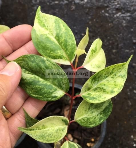 Garcinia cowa (white variegated)(grafted) 80