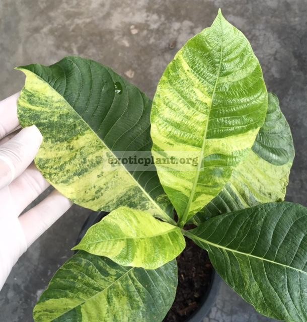 Gardenia sootepensis variegated (grafted) 90