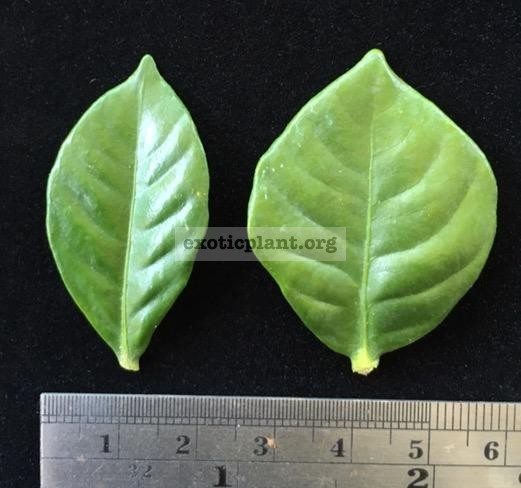 Gardenia sp.(T11) small leaf (слева) and Gardenia sp.(T11) small leaf (wide leaf)(справа)