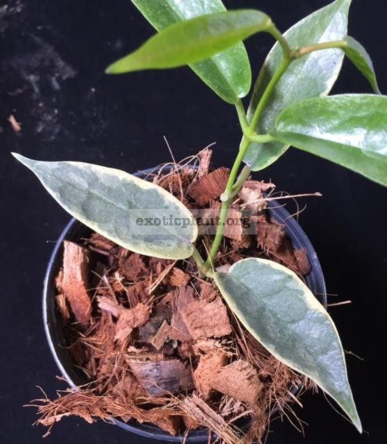 Hoya archboldiana variegata  Bold Edge’ (14 ) 70