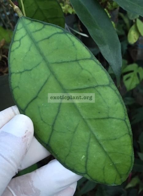 606 Hoya callistophylla No.2 (long leaf) 40