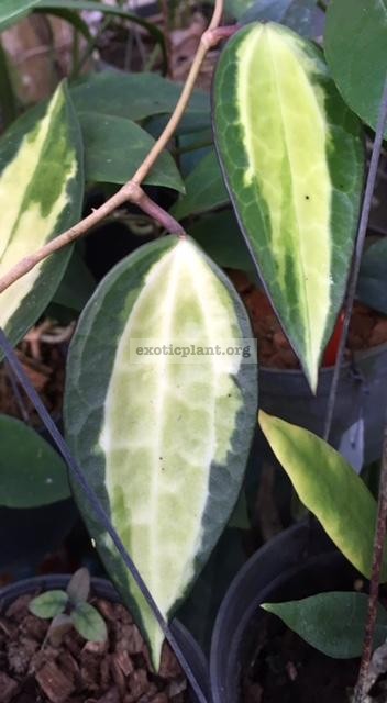 Hoya macrophylla  Pot of Gold’ (314 ) 45
