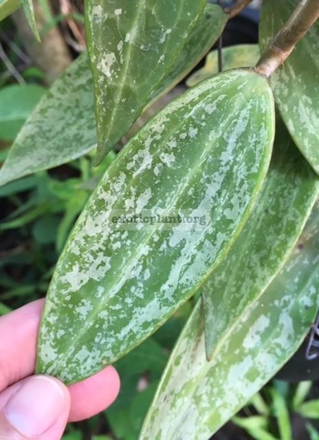 912 Hoya macrophylla  Splash  (#912) 50