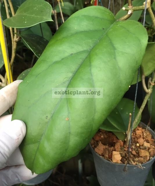 887 Hoya vitellinoides (F1)  Curly leaf  (#887) 40