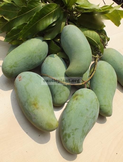 Mangifera indica  Mun Salaya  30 Сорт легко зацветает и быстро растет, плодоност круглый год. Плоды сладкие и хрустящие