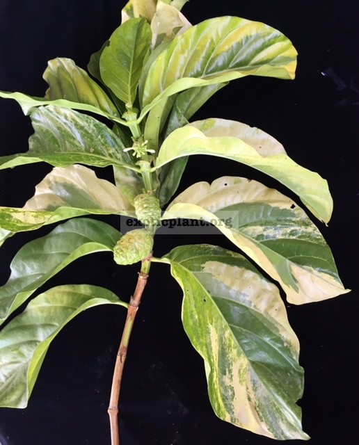 Morinda citrifolia (yellow variegated)(grafted) 60