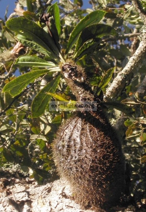 Myrmecodia tuberosa Sarawak (medium size) 30-40