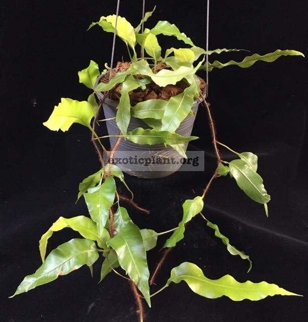 Oleandra sp.(T01) ‘Chanthaburi’ 30