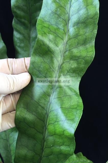 Polypodium musifolium (mutation)(No.1) 40
