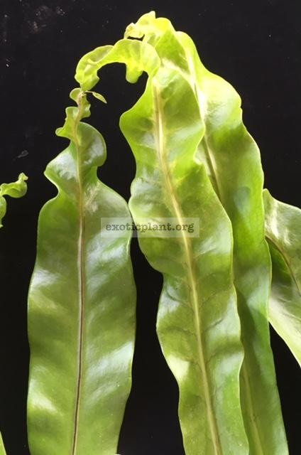 Polypodium musifolium x Twisted Tip (справа) и Polypodium Twisted Tip (слева)
