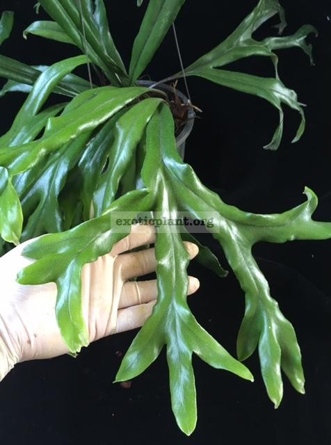 Pyrrosia longifolia  Fishtail  (No.2) 35
