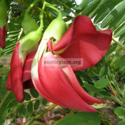 Sesbania grandiflora (red flower) 20