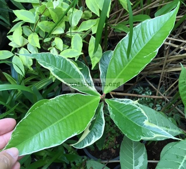 Syzygium malaccense albomarginata (grafted) 60