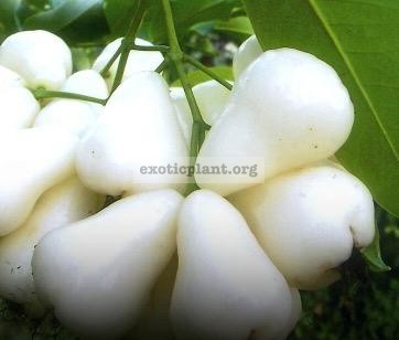 Syzygium samarangense  Petch Nang Fah  (seedless) 35 Белые сладкие и хрустящие плоды