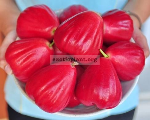 Syzygium samarangense  Taiwan Red  40 Мякоть сладкая и хрустящая, аромат клубники
