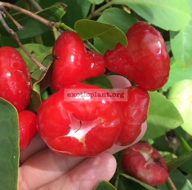 Syzygium samarangense (small and red fruit) 23