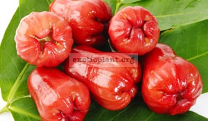 Syzygium samarangense(Syzygium javanicum, Eugenia javanica)Ruby 20