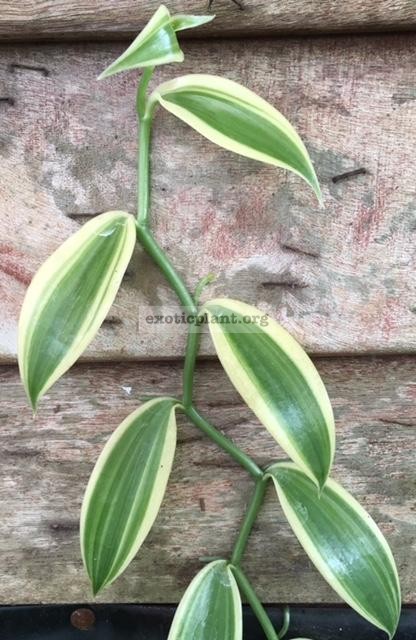 Vanilla planifolia albomarginata 30
