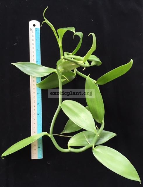 Vanilla planifolia (green leaf) 10