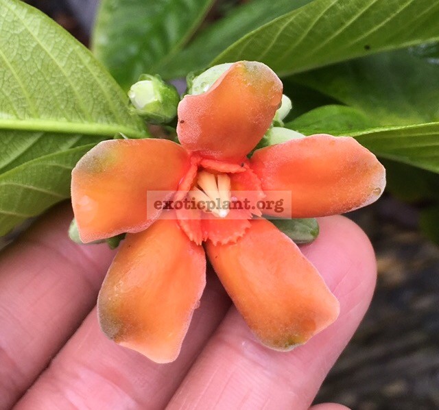Wrightia sp.  Khao Yai  (orange flower)(grafted) 60