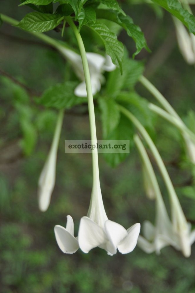Euclinia longiflora (Randia macrantha) 30
