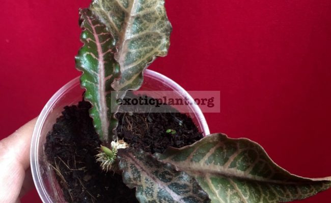 euphorbia francoisii crassicaulis rubrifolia hybrid #12 750