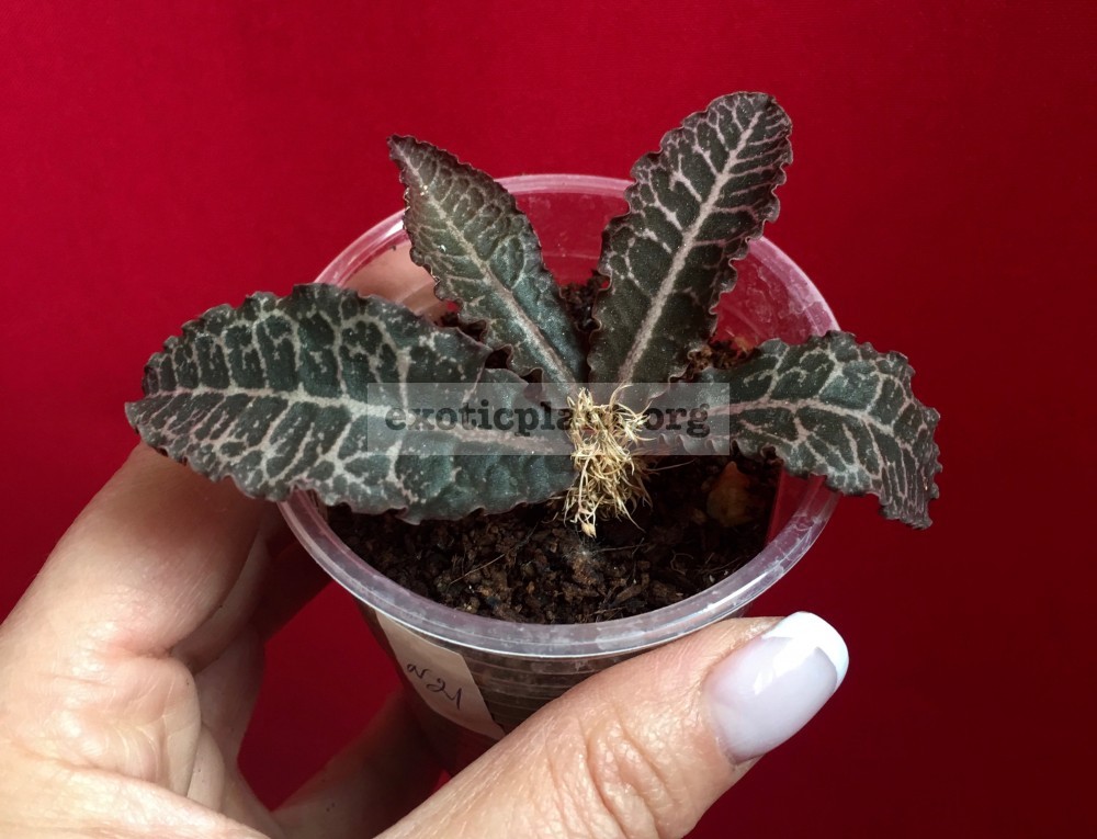 euphorbia francoisii crassicaulis rubrifolia hybrid #21 эуфорбия франкиси красикаулис рубрифолия №21 euphorbia francoisii crassicaulis rubrifolia hybrid #21 эуфорбия франкиси красикаулис рубрифолия №21