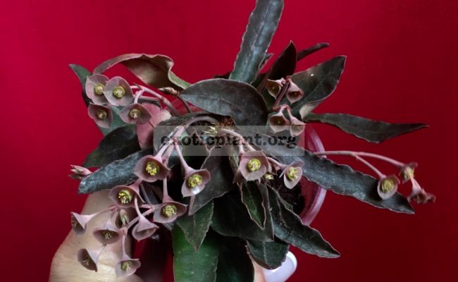 euphorbia francoisii crassicaulis rubrifolia hybrid #5 750