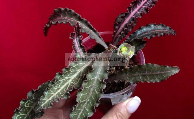 euphorbia francoisii crassicaulis rubrifolia hybrid #9 750