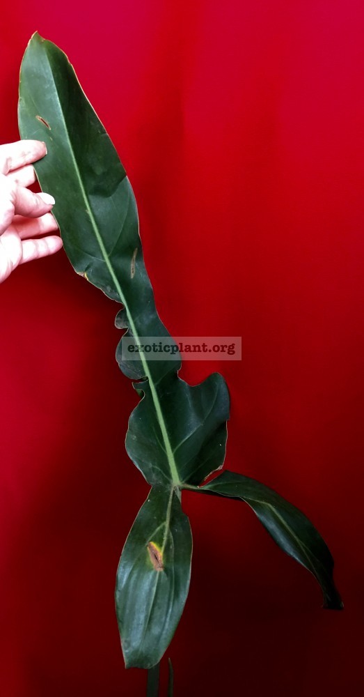 Philodendron sp (N40) 45-75