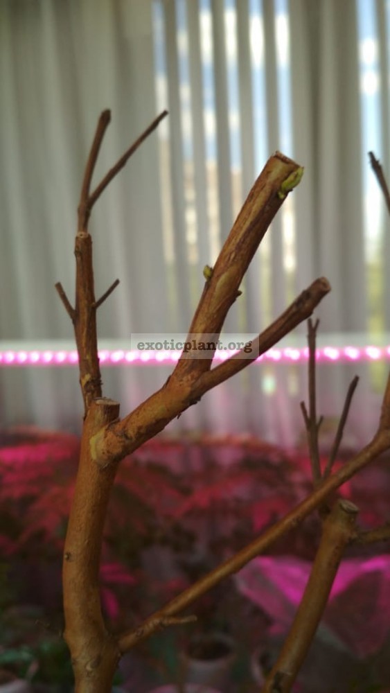 Psidium guajava Jiminez, просыпаются почки
