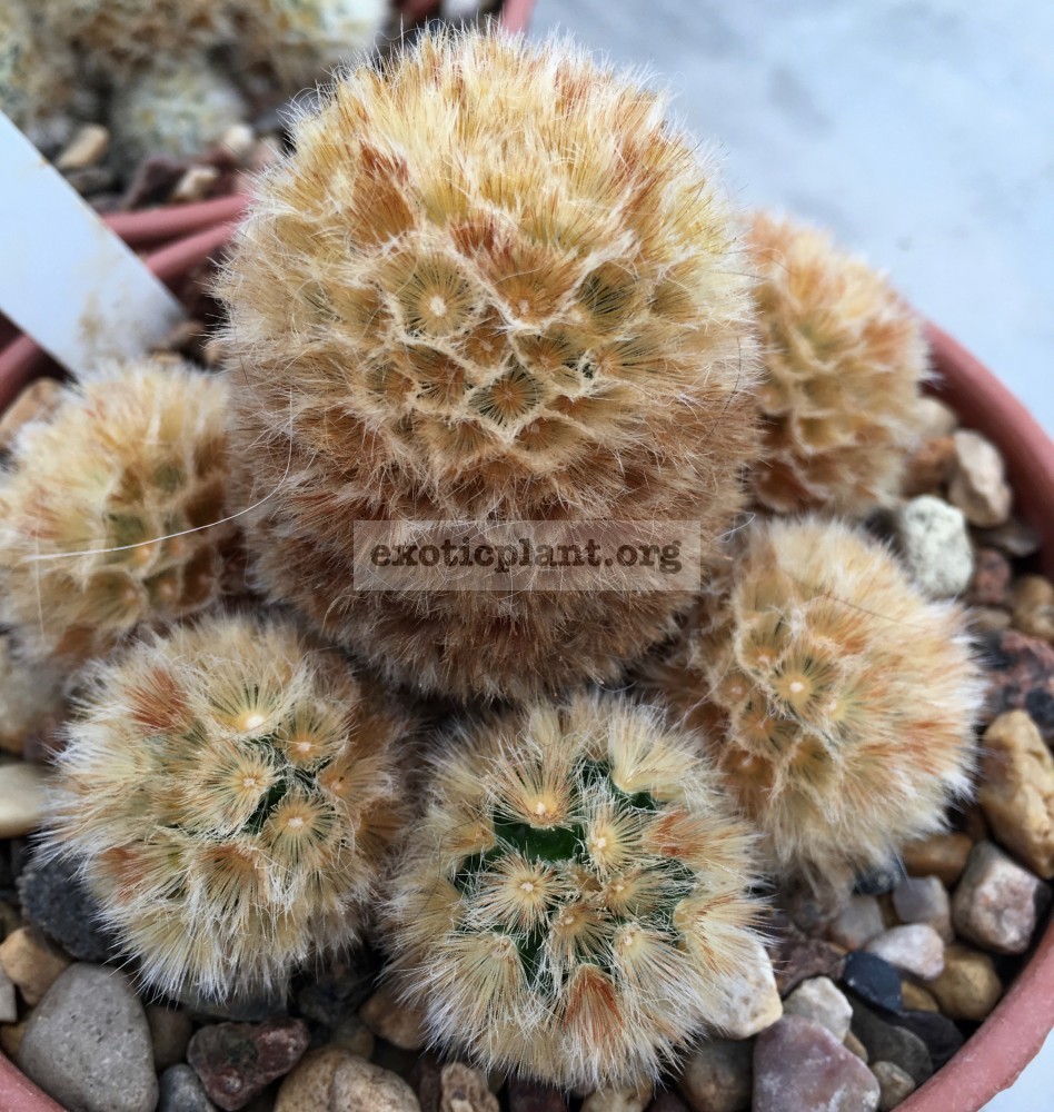 mammillaria carmenae EXOTIC PLANT Редкие коллекционные растения
