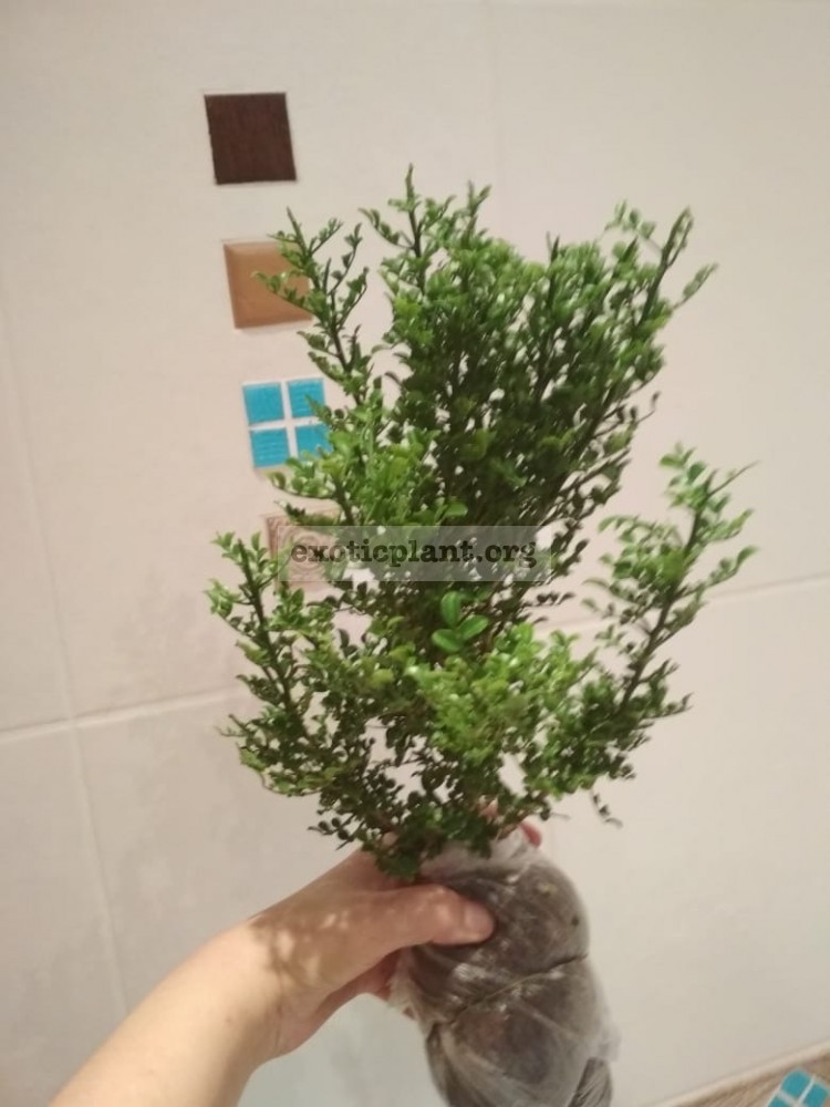 Murraya paniculata «Min-a-min» dwarf