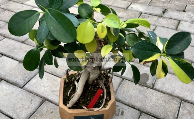 Ficus Green Island variegated