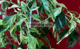 murraya paniculata variegated