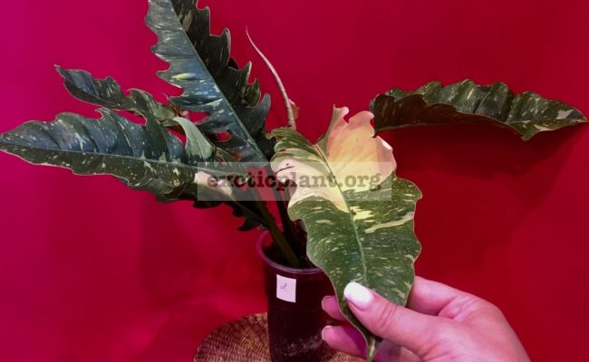 Philodendron Ring of Fire#2 15-30