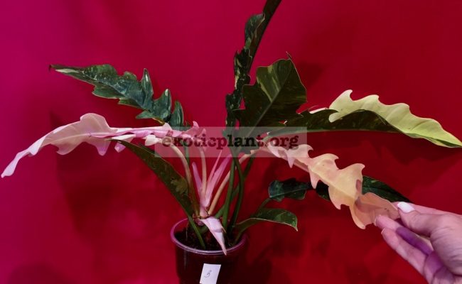 Philodendron Ring of Fire#3 15-30
