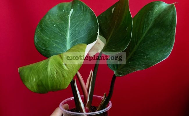 Philodendron White Knight№2 25