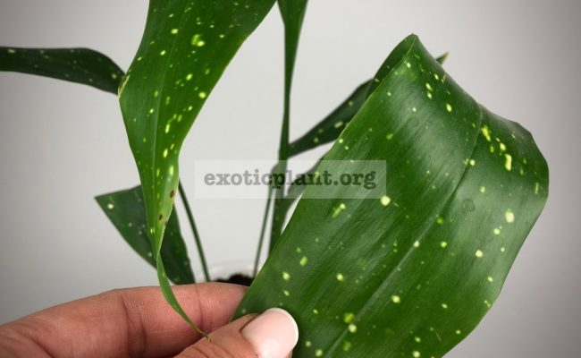 Aspidistra sp.(T01) Short leaf & white spot(Philippines)#11 500