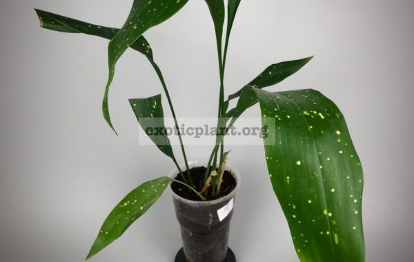 Aspidistra sp.(T01) Short leaf & white spot(Philippines)#11 500