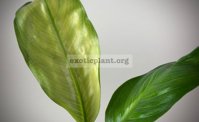 Spathiphyllum blandum ‘Spilt Milk’№86 1200