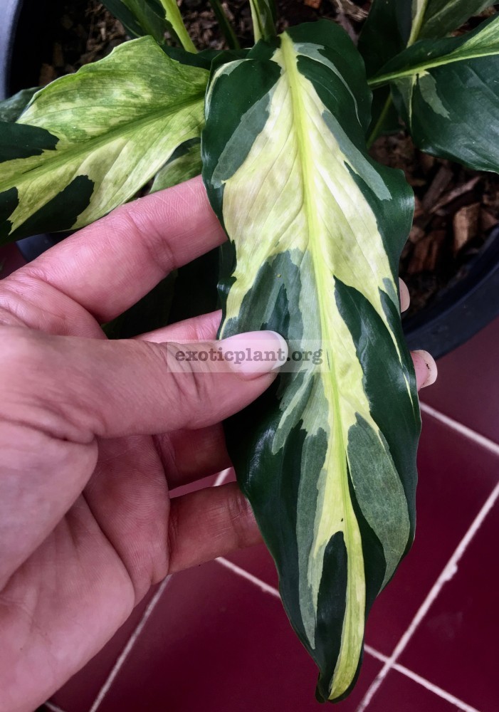 Spathiphyllum hybrid ex Indonesia 70 Спатифиллум гибридный (Индонезия) в некоторых источниках указано нелегитимное название Спатифиллум Deli (Дели)