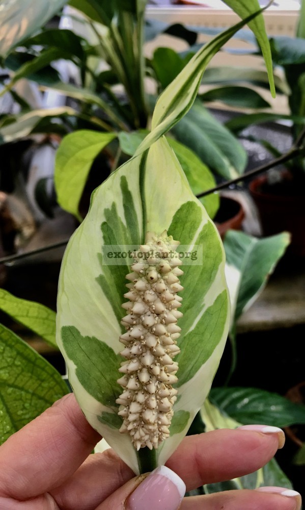 spathiphyllum sp indonesia deli