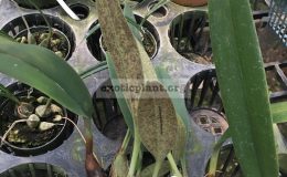 103-Bulbophyllum-nymphopolitanum