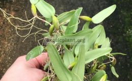 106-Bulbophyllum-odoratissimum