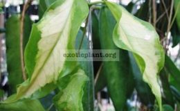 125-Hoya-kenejiana-variegata-‘Nugget’-38